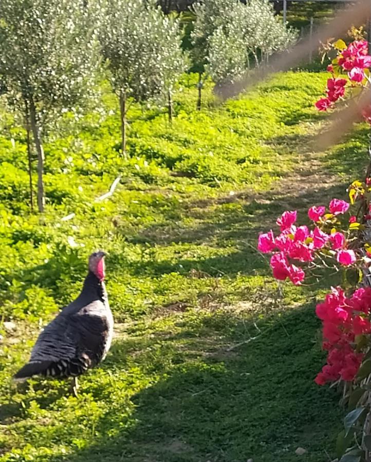 Myparadise-Farm Villa In The Centre Of South Crete Kalamaki  Ngoại thất bức ảnh